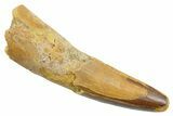 Fossil Spinosaurus Tooth - Real Dinosaur Tooth #363503-1